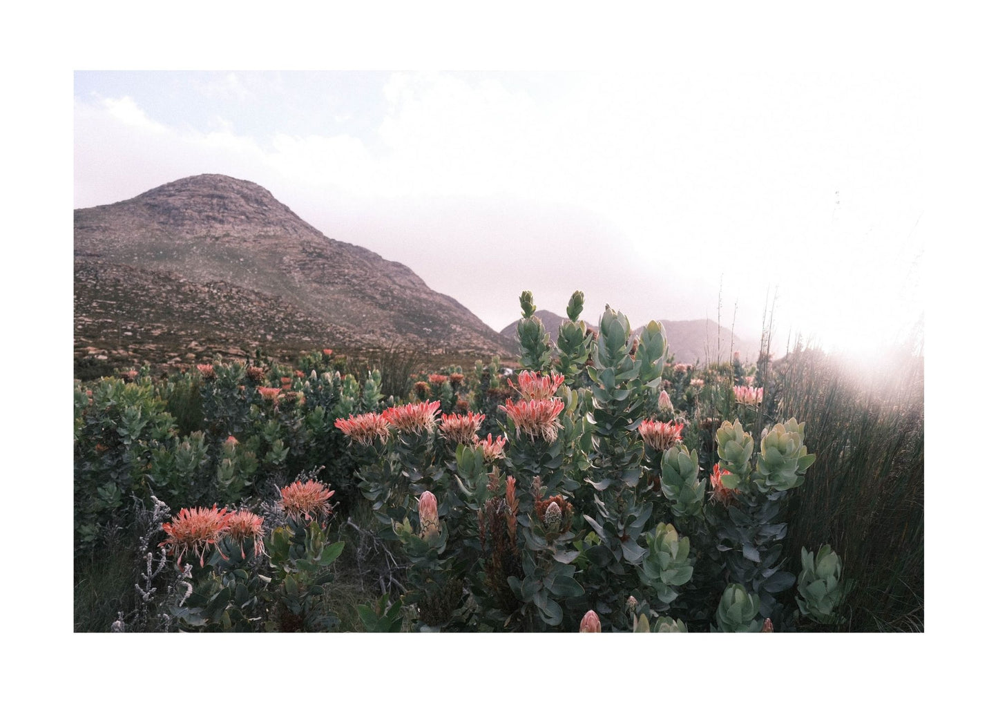 Swartberg Proteas 1