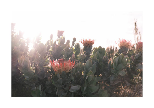 Swartberg Proteas 2